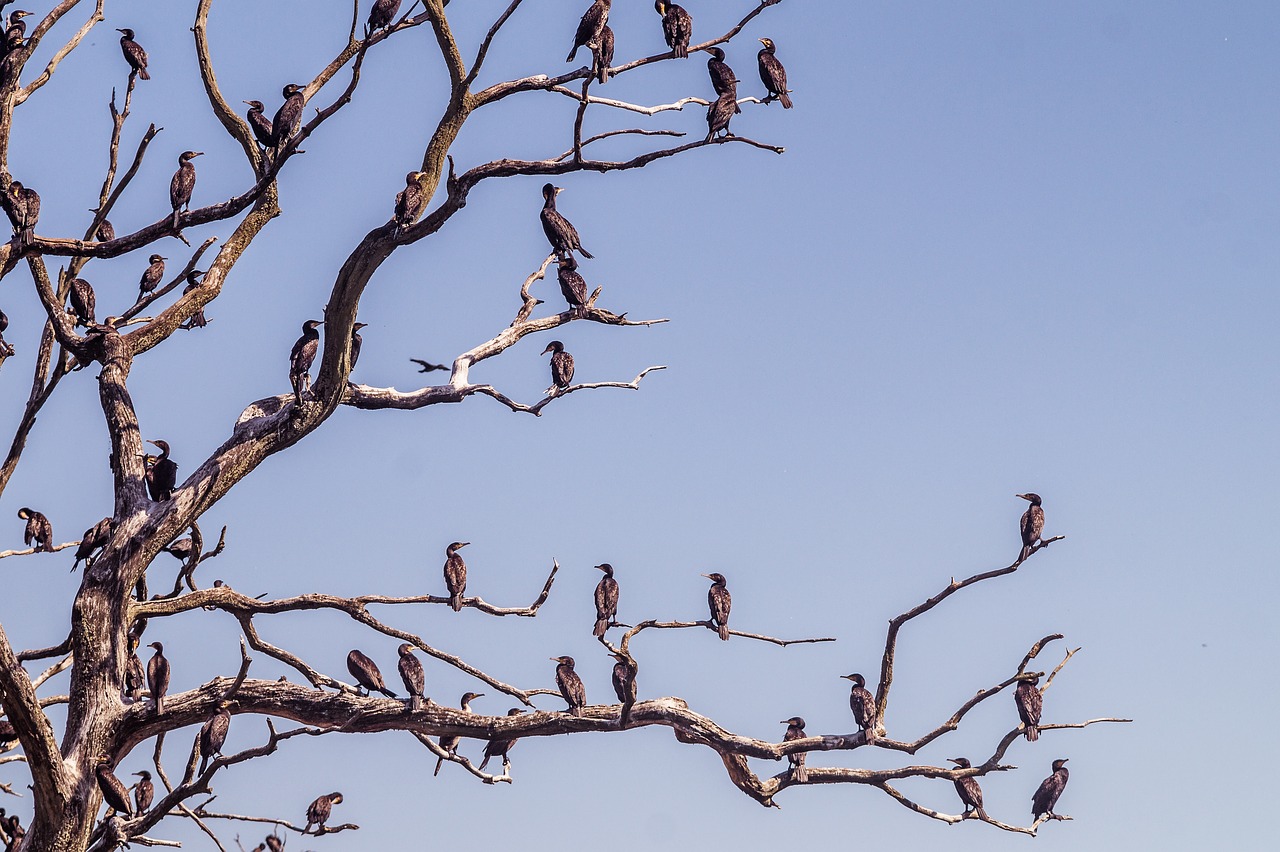 Blue Sky Wildlife